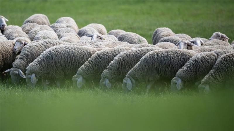 Landkreis nimmt unversorgte Schafherde in Obhut Eine Schafherde wurde vom Veterinäramt in Obhut genommen. (Symbolbild)