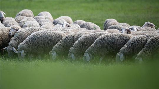 Eine Schafherde wurde vom Veterinäramt in Obhut genommen. (Symbolbild)