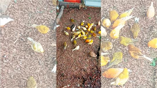 Eine Schar Kanarienvögel in einer Voliere in Haverlah: Etwa 20 Vögel werden noch vermisst. Foto: Privat
