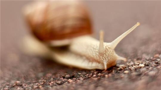 Eine Schnecke kriecht über einen regennassen Fußweg.