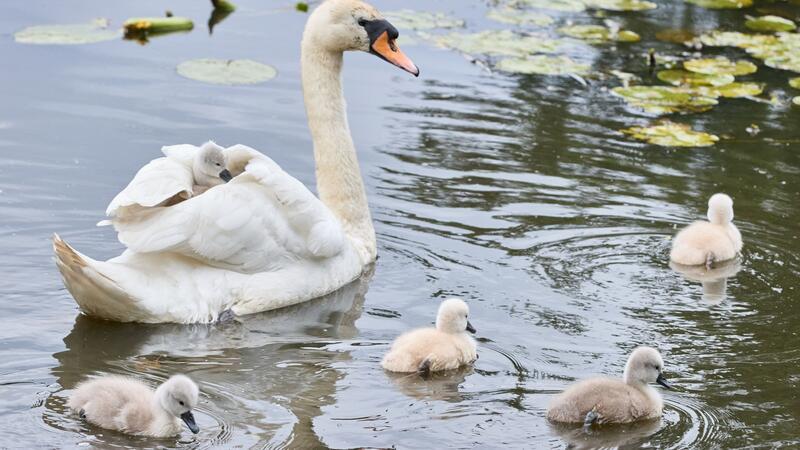 Nachwuchs bei den Hamburger Alsterschwänen Eine Schwanen-Mutter ist mit ihren drei bis vier Tage alten Schwanenküken an der Außenalster unterwegs.