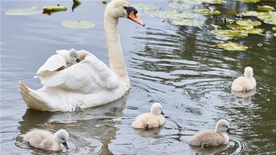 Eine Schwanen-Mutter ist mit ihren drei bis vier Tage alten Schwanenküken an der Außenalster unterwegs.
