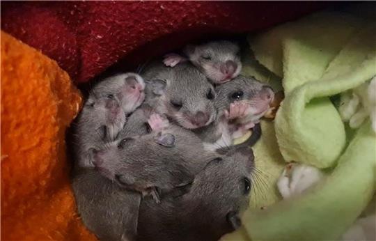Eine Siebenschläfer-Familie. Das Muttertier hatte sich laut Wildtierwaisen-Schutzstation mit acht Jungen in einer Badezimmerschublade eingenistet.