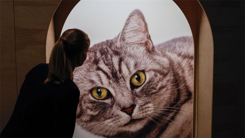 Eine Sonderausstellung im Übersee-Museum widmet sich Katzen. (Archivfoto)