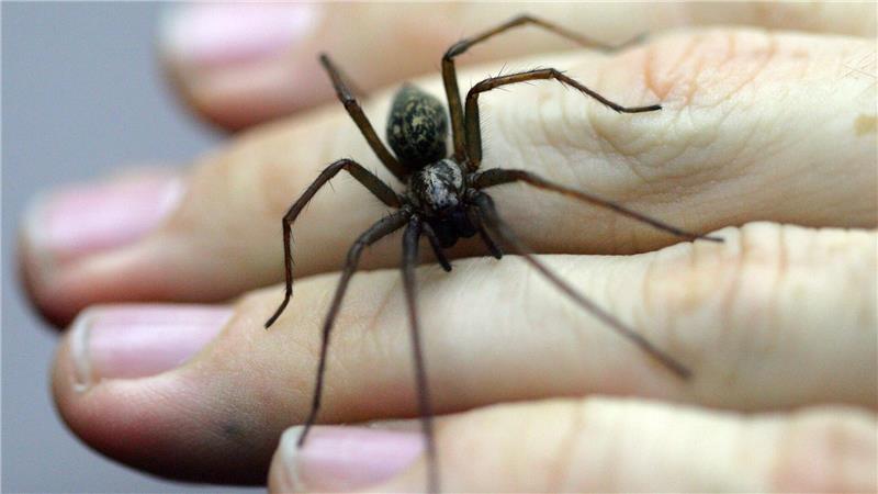 Eine Spinne hat vermutlich die Alarmanlage einer Firma in Bissendorf ausgelöst - die Polizei rückt an. (Symboild)