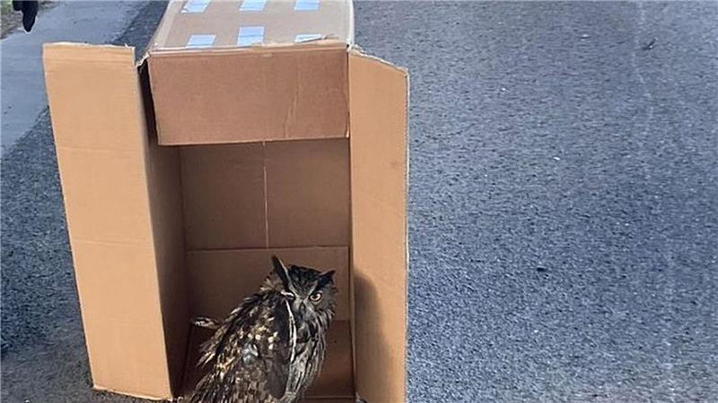 Polizei rettet Uhu von der Autobahn Eine Streife der Autobahnpolizei Darmstadt rettete den verletzten Vogel. (Foto Handout)