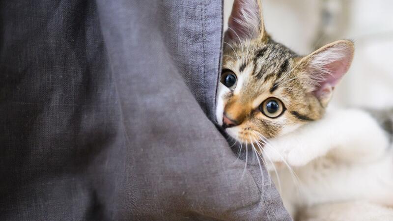 Eine Studie hat untersucht, was sich gegen Möbel zerkratzende Hauskatzen unternehmen lässt. (Archivbild)