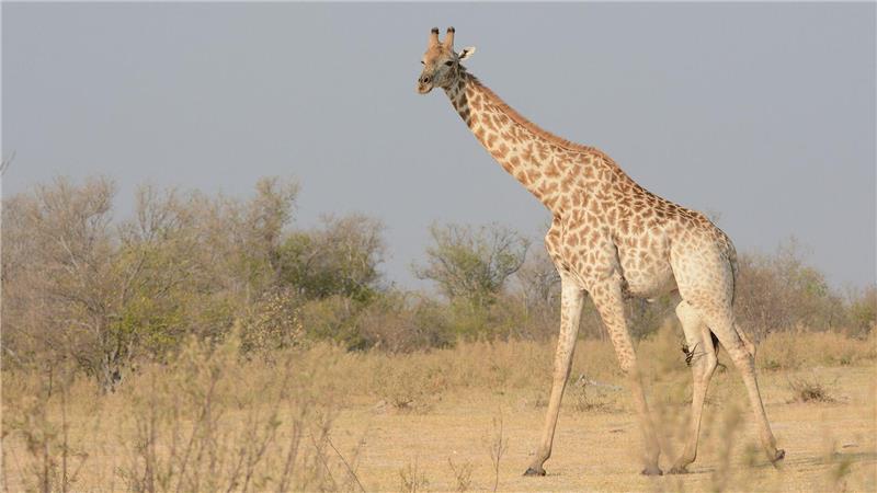Eine Süd-Giraffe