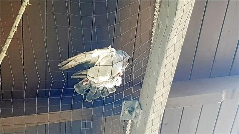 Eine Taube kämpft mehrere Stunden in einem Netz am Bahnhof.  Foto: Privat