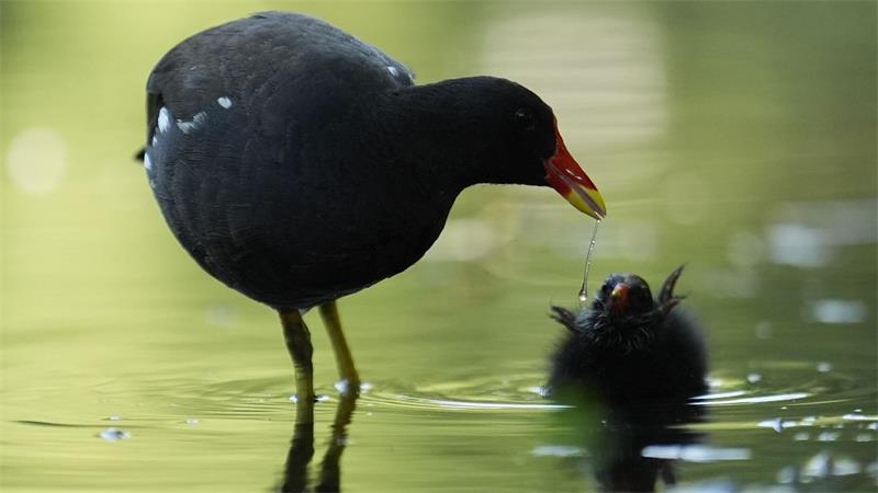 Eine Teichralle füttert ihr Küken am Weiher im Eimsbütteler Park in Hamburg.