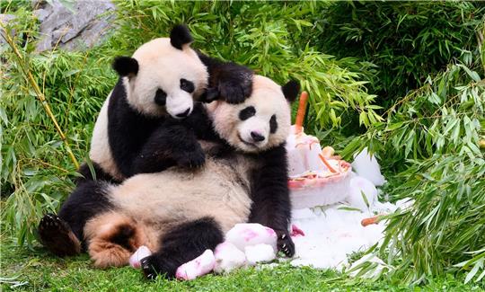 Eine Torte aus Eis, Gemüse und Früchten gibt es anlässlich ihres vierten Geburtstags für die Pandabären Pit und Paule im Berliner Zoo.
