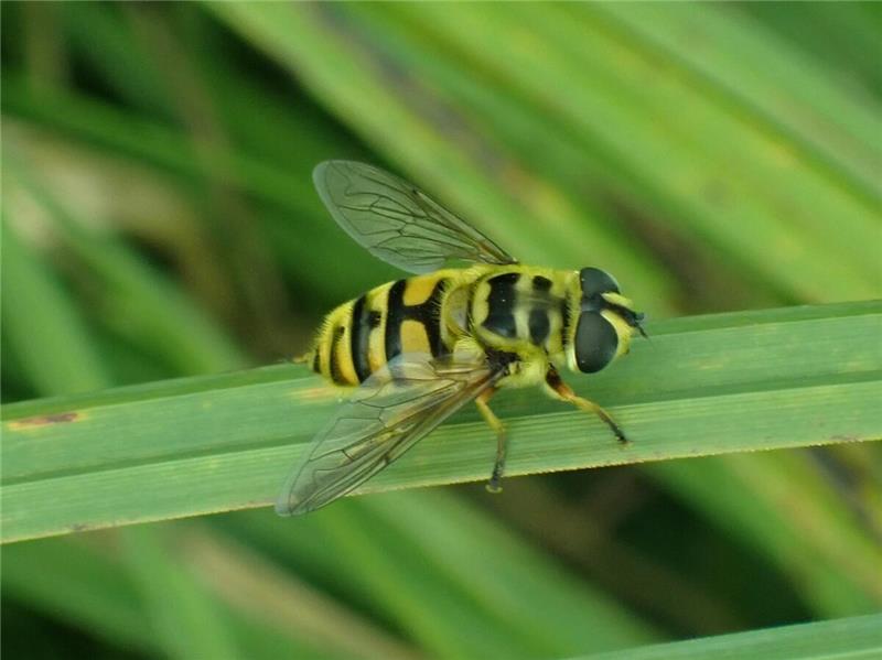 Eine Totenkopfschwebfliege.