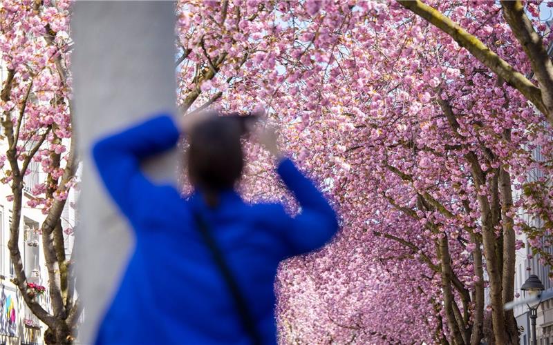 Bonner Kirschblüte könnte zu Ostern erstrahlen Eine Touristin fotografiert blühende Kirschblütenbäume in Bonn. Prognosen zufolge könnten die Blüte in diesem Jahr um Ostern herum beginnen.