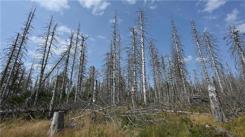 Fotos zeigen, wie der Klimawandel Deutschland verändert Eine Wanderung durch den Harz bedeutet heute immer auch: Man bekommt sehr viele tote Bäume zu Gesicht, wie auch auf der Aufnahme aus diesem Jahr zu sehen ist.