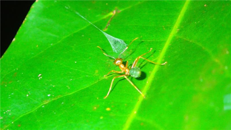 Eine Weberameise nähert sich der aufgebauten Falle einer australischen Ballista-Spinne.