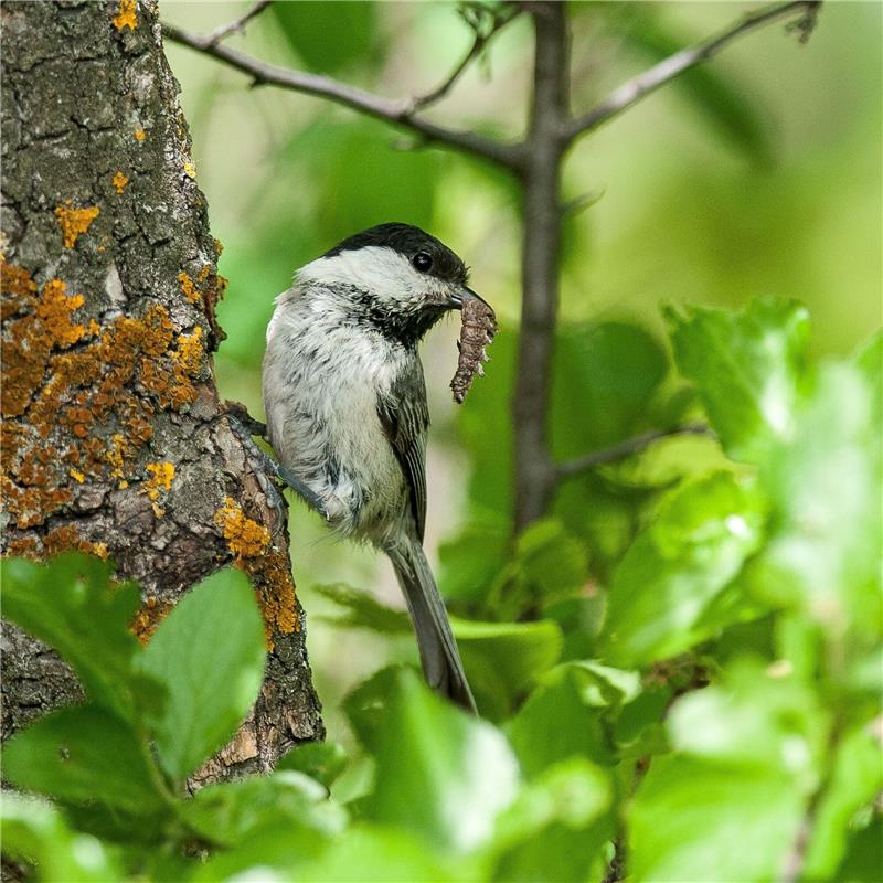 Landwirtschaft Hauptursache für Vogelschwund in Europa Eine Weidenmeise (Poecile montanus). Der Rückgang der Vogelbestände ist laut der Studie nicht gleichmäßig verteilt. Vögel, die Ackerland als Lebensraum bevorzugen, sind mit einer Reduzierung um fast 57 Prozent besonders betroffen.