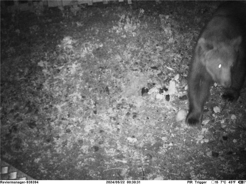 Eine Wildkamera fängt ein, wie ein Braunbär nachts durch das deutsch-österreichische Grenzgebiet tapst.