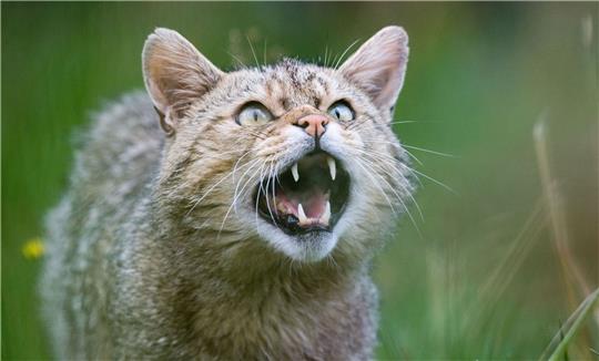 Eine Wildkatze (Felis silvestris) zeigt ihre Zähne im Wildkatzengehege vom NABU Niedersachsen im Harz.