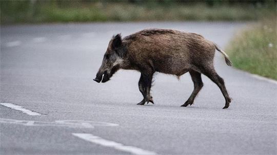 Eine Wildschweinrotte läuft am Abend über die Straße. Ein Autofahrer fährt in die Gruppe. Das hat schwerwiegende Folgen. (Symbolbild)