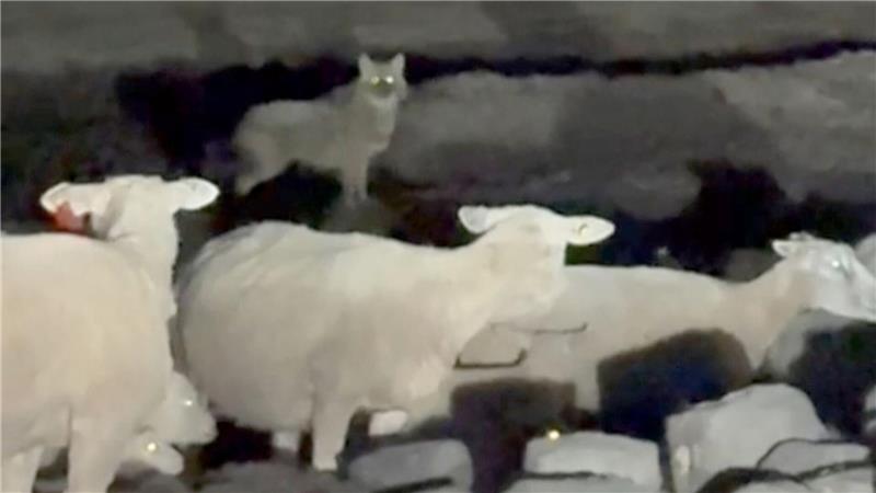 Sylt jagt einen Goldschakal - erster Abschuss in Deutschland Eine Wildtierkamera hat den Goldschakal auf Sylt aufgenommen. (Archivbild)