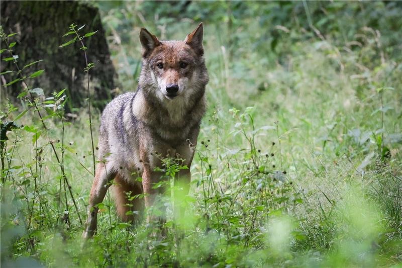 Eine Wölfin steht in ihrem Gehege im Tierpark Eekholt. Bundesumweltministerin Steffi Lemke (Grüne), will die rechtlichen Regeln zum Abschuss auffällig gewordener Wölfe schärfen.