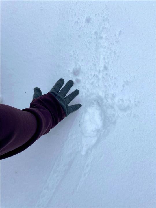 Eine Wolfsspur? Wanderer entdeckten sie am Wochenende morgens gegen 9 Uhr zwischen Tränkebachshütte und der Innerste. Foto: Klingebiel