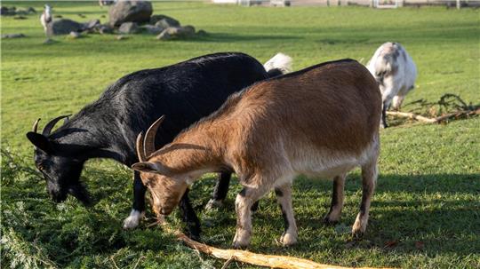 Eine Ziege brachte im Sommer 2023 im Vogelpark Marlow eine Urlauberin aus Sachsen-Anhalt zu Fall. Um Folgekosten etwa für die Behandlung der Frau wurde vor Gericht gestritten. (Archivbild)