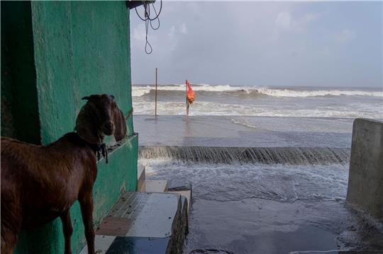 Eine Ziege steht im Eingang eines Hauses in Mumbai, wo bereits hohe Flutwellen die Küste des Arabischen Meeres treffen.