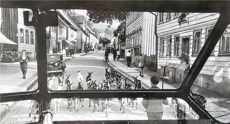 Eine Ziegenherde läuft 1950 über die Breite Straße. Foto: Ahrens-Archiv
