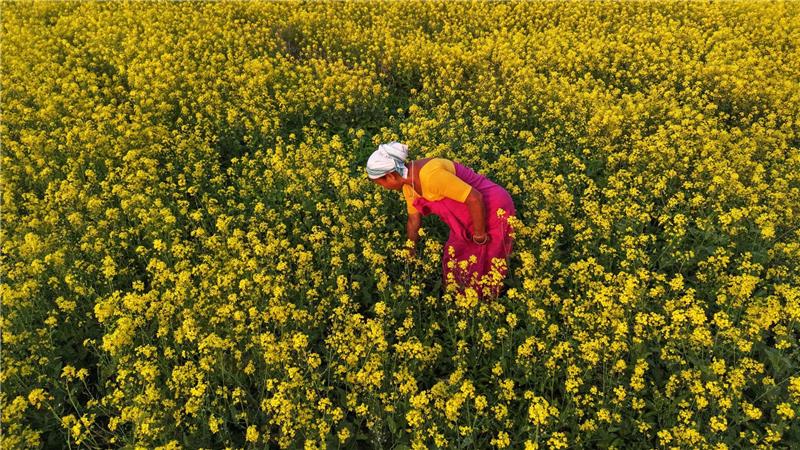 Eine aus dem Stamm der Bodo stammende Frau arbeitet in einem Senffeld am Rande von Guwahati.