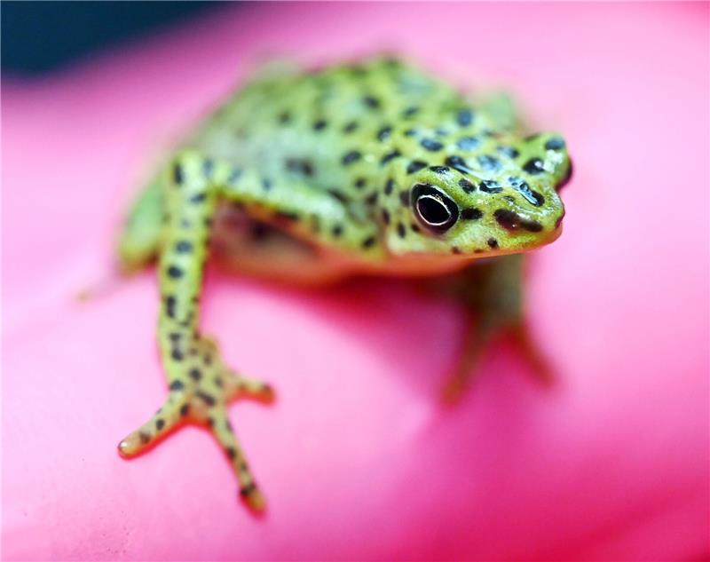 Zoos werben um Akzeptanz und Hilfe beim Artenschutz Eine bedrohte Rio-Pescado-Stummelfußkröte (Atelopus balios) im Karlsruher Zoo. In der baden-württembergischen Stadt trifft sich der Verband der Zoologischen Gärten (VdZ) zur Jahrestagung.