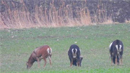 Eine brandaktuelle Aufnahme aus diesen Tagen: GZ-Leserin Anke Nimser fotografierte am frühen Morgen drei Mufflons auf einem Feld bei Schladen.