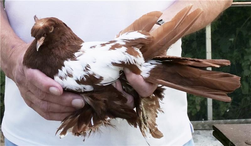 Harlingeröder Taubenzüchter weltweit auf Reisen Eine der Harzburger Trommeltauben aus der Zucht von Ulrich Neumann. Kennzeichnend für die Tiere sind unter anderem der kräftige Kopf mit seiner federreichen Schnabelnelke und das weiße Flügelschild. Foto: Potthast