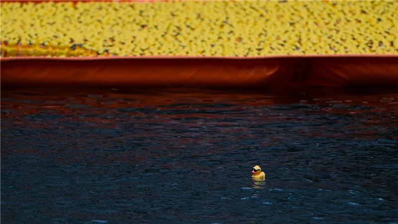 Eine einzelne Ente schwimmt alleine außerhalb der Absperrung, nachdem über 80.000 Gummienten im Rahmen des Chicago Ducky Derby zugunsten von Special Olympics Illinois in den Chicago River geworfen wurden.