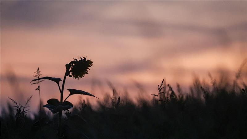 Eine einzelne Sonnenblume ragt bei Sonnenaufgang aus einem Feld.