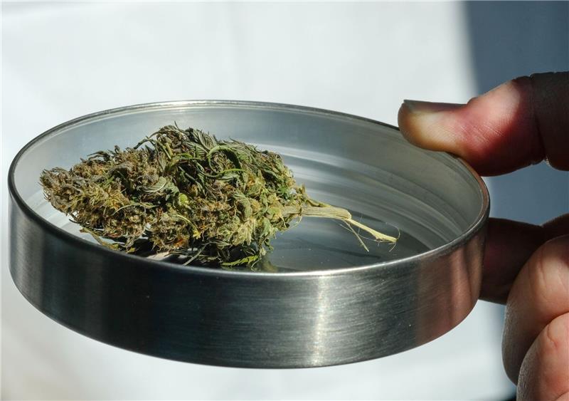 Stelle für Suchtfragen: Cannabis-Gesetz löst nicht Probleme Eine getrocknete Hanfknospe liegt auf der International Cannabis Business Conference ICBC am Messestand eines Ausstellers.