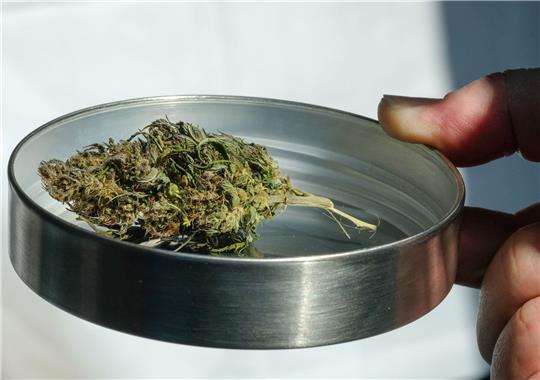 Eine getrocknete Hanfknospe liegt auf der International Cannabis Business Conference ICBC am Messestand eines Ausstellers.