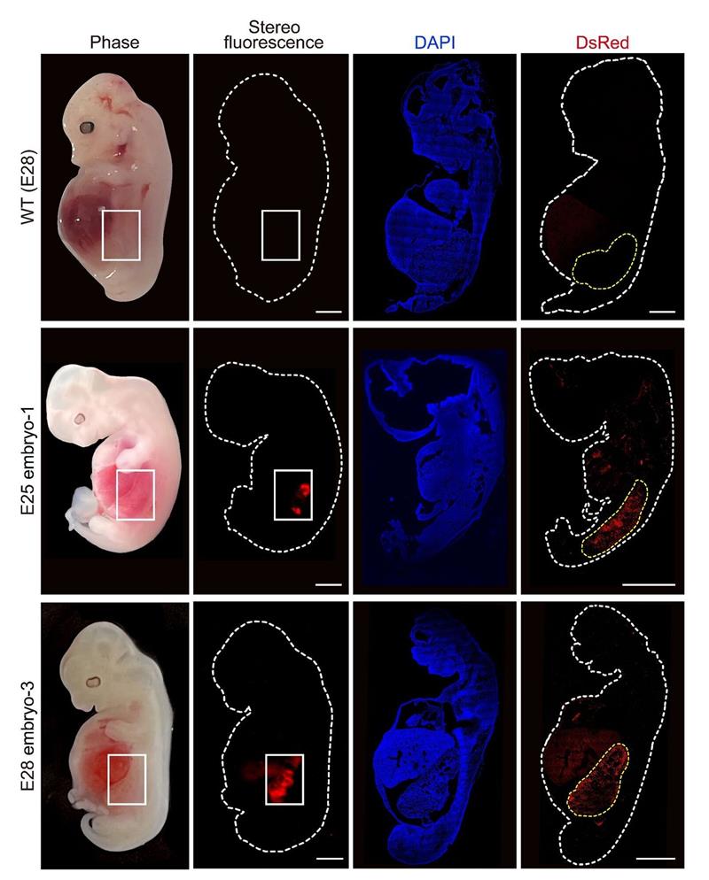 Menschliches Nierengewebe wächst in Schweineembryos heran Eine grafische Darstellung zeigt «humanisierte» Nierenzellen (rote Fluoreszenz) im Inneren von Embryos von Schweinen im Vergleich zu normalen, nicht manipulierten Schweineembryos.