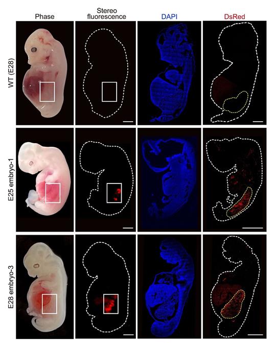 Eine grafische Darstellung zeigt «humanisierte» Nierenzellen (rote Fluoreszenz) im Inneren von Embryos von Schweinen im Vergleich zu normalen, nicht manipulierten Schweineembryos.