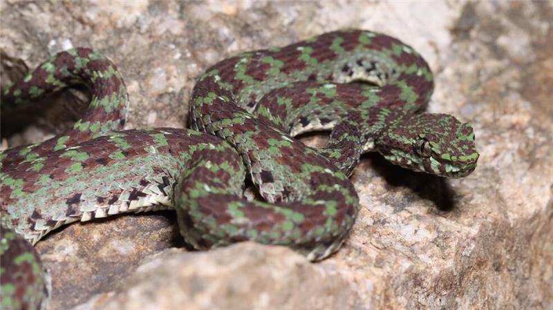 Hunderte Tier- und Pflanzenarten in Südostasien entdeckt Eine grün-schwarze Grubenotter (Trimeresurus ciliaris) scheint Wimpern zu haben.