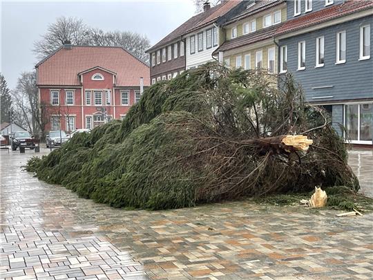 Eine heftige Windböe stürzt den Weihnachtsbaum auf dem Kronenplatz um. Foto: Dimsat