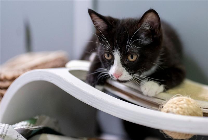 Katze am beliebsten: Mehr Aufklärung zu Haustieren gefordert Eine junge Katze liegt in ihrem Gehege im Berliner Tierheim.