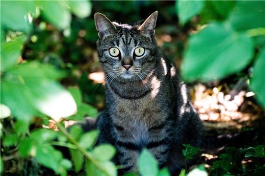Eine junge Katze sitzt in einem Gebüsch in Hildesheim.