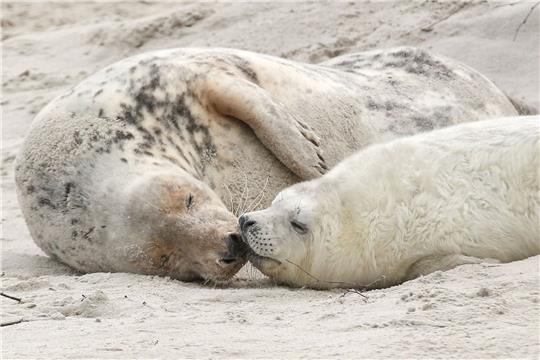 Eine junge Kegelrobbe und das Muttertier liegen am Strand vor der Hochseeinsel Helgoland.