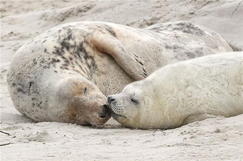 Schon mehr als 600 Kegelrobben auf Helgoländer Düne geboren Eine junge Kegelrobbe und das Muttertier liegen am Strand der Düne vor der Hochseeinsel Helgoland.