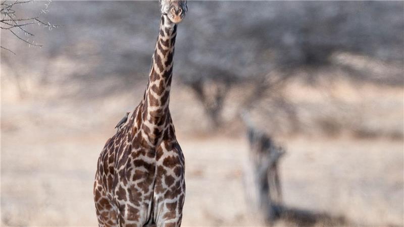 Eine junge Masai-Giraffe