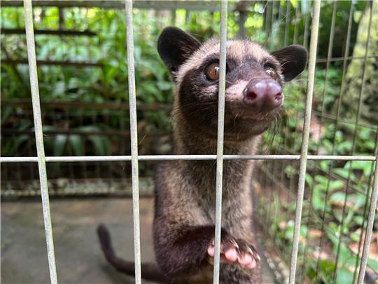 Eine junge Schleichkatze in ihrem Käfig in einem Kaffeegarten für Touristen auf Bali. Die Tiere werden eingesperrt, um Luwak Coffee (Kopi Luwak) zu produzieren, den wohl teuersten Kaffee der Welt.