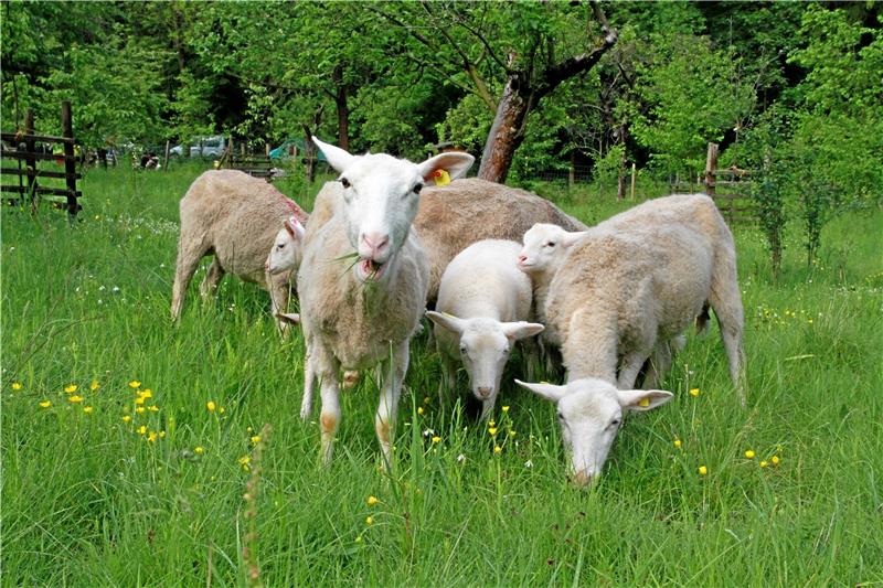 Eine kleine Schafherde wohnt auf der Streuobstwiese im Schimmerwald. Bis zum späten Sommer wird sie von den Landesforsten zur Beweidung dort gehalten. Spaziergänger sollten das Schild „Bitte nicht füttern“ beherzigen. Denn die Tiere werden ausreichend versorgt. Fotos: Potthast