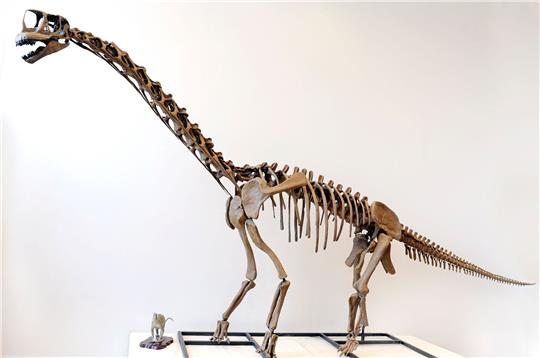 Eine maßstabsgetreue Nachbildung eines Langhals-Dinosauriers.