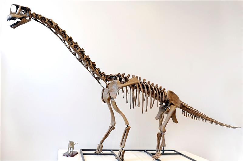 Europasaurus holgeri: Harzburger Dino war vermutlich Nestflüchter Eine maßstabsgetreue Nachbildung eines Langhals-Dinosauriers.